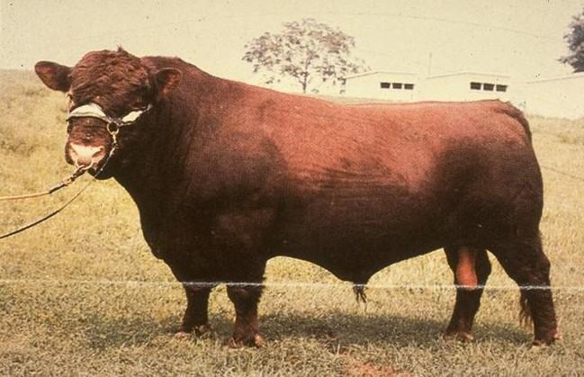 Lincoln Red shorthorn bull