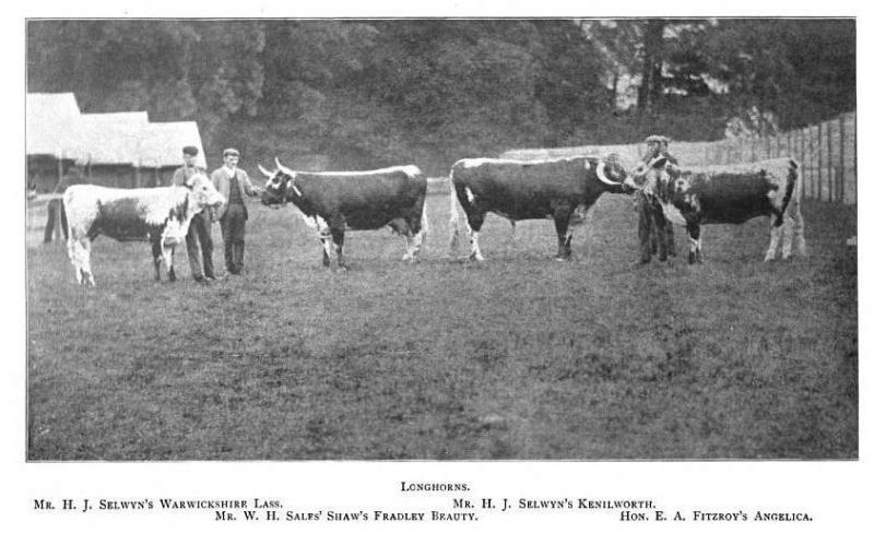 English longhorn cattle