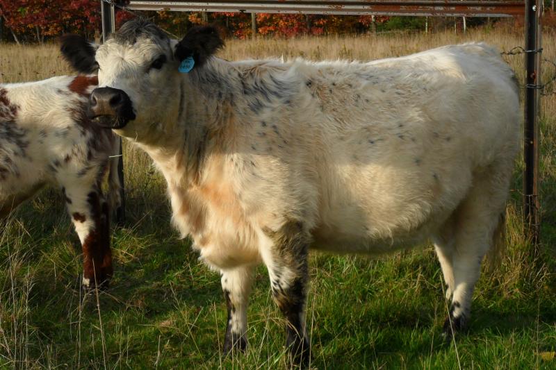 Galloway/Angus cross heifer