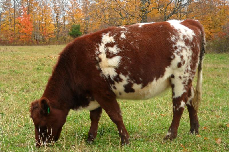 shorthorn heifer sired by HHFS Amos