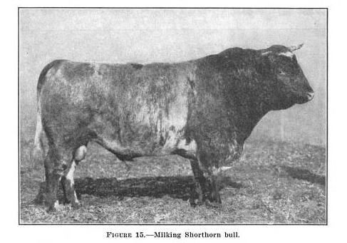 milking shorthorn bull from 1937