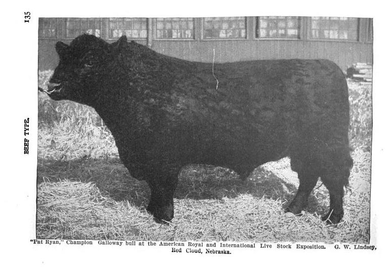Galloway bull, Pat Ryan