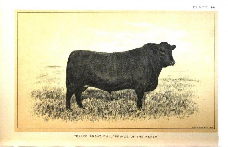 Aberdeen Angus Bull, Prince of the Realm
