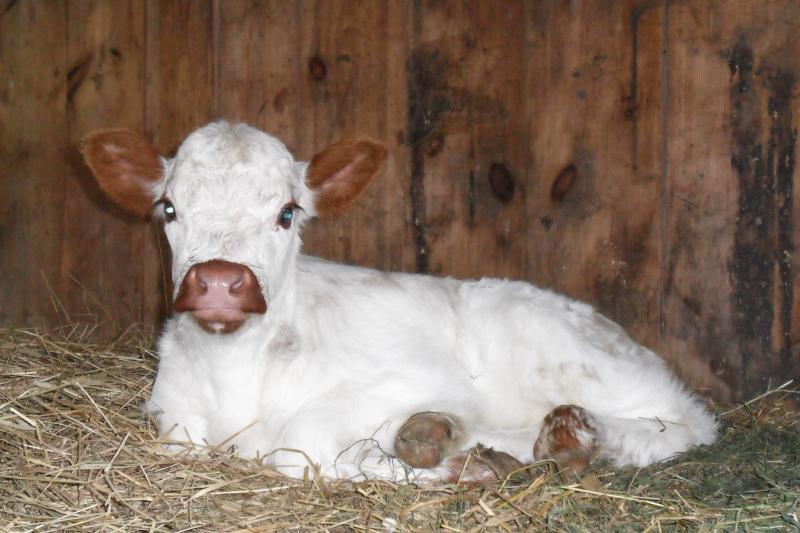 Galloway/Shorthorn cross heifer
