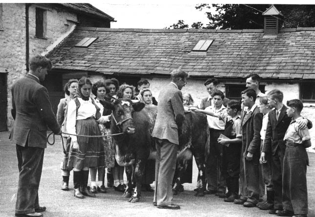 Shorthorn cow with children