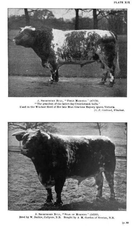 Cruickshank type Shorthorn bulls, Field Marshall and Pride of Morning