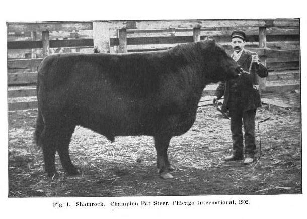 Aberdeen Angus champion steer, Chicago International 1902