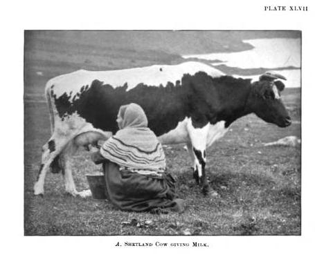 shetland cow giving milk