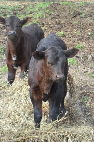 shorthorn/angus cross heifers
