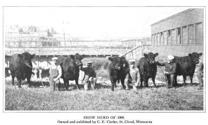 Galloway show herd 1905