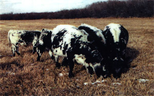Strathmere Cows and Calves: owned and raised by Maureen Bexson and the late Rusty Bexson