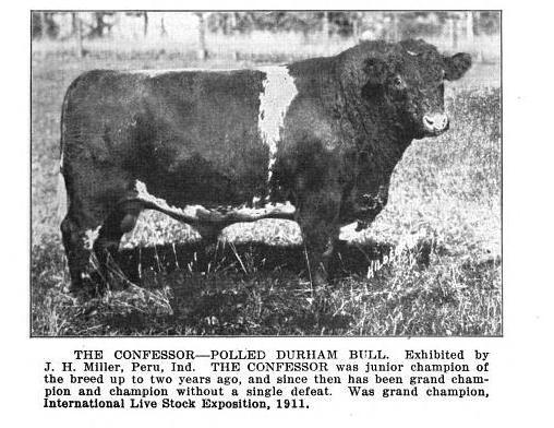 shorthorn bull, The Confessor