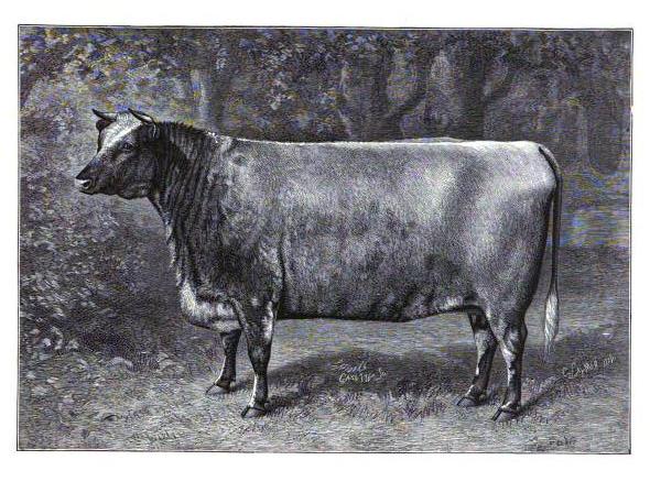 Shorthorn cow, Golden Thistle, bred by Amos Cruickshank