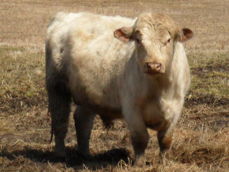 Native Shorthorn sired bull, HHFS AMOS