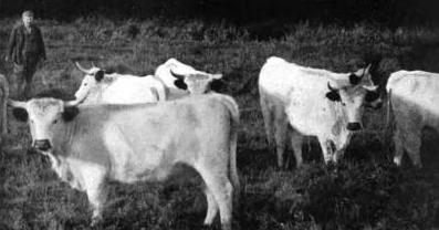 white welsh heifers, circa 1900