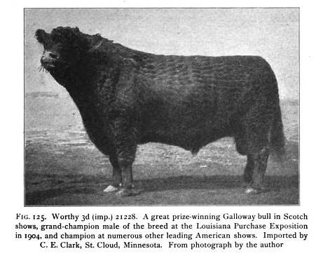 Worthy 3rd, Galloway Bull