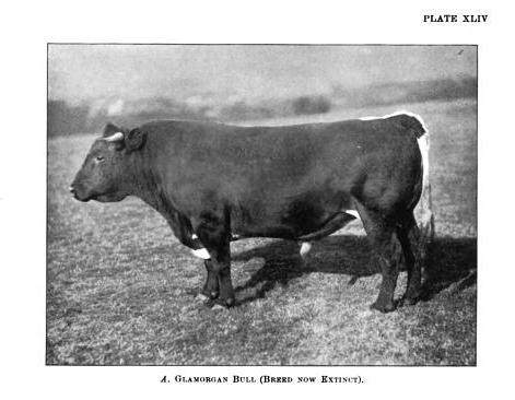 Glamorgan bull