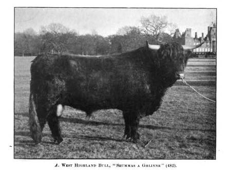 WEST HIGHLAND BULL