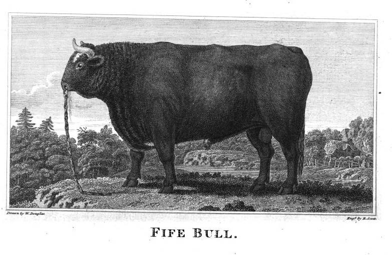 Fife bull