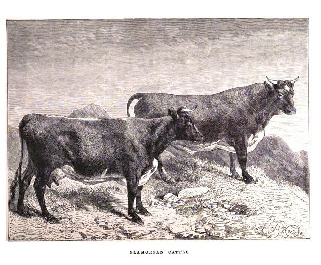 Glamorgan cattle