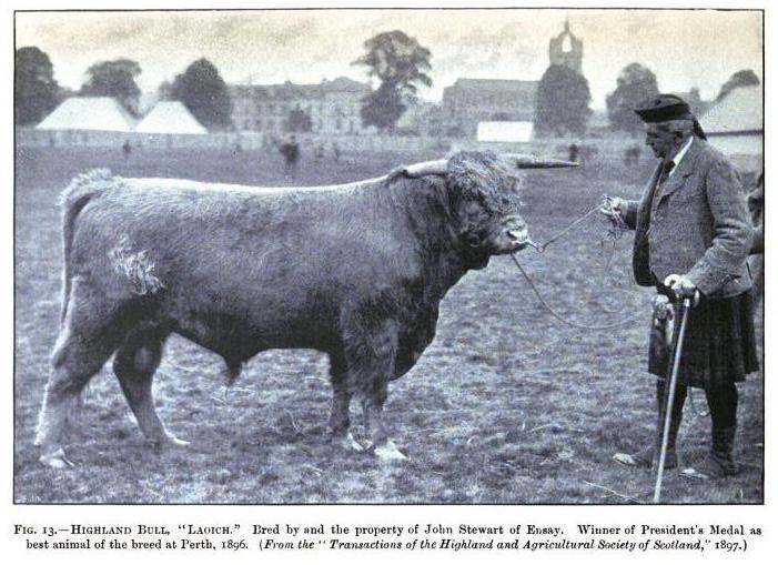 Highland bull "Laoich"