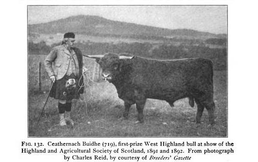 SCOTSMAN AND WEST HIGHLAND BULL