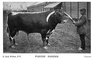 English Longhorn bull, Wooton Wonder
